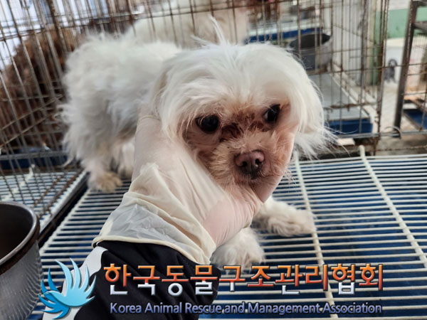 한국동물구조관리협회_411312202300539